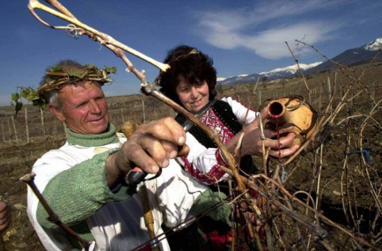 Bulgarische Winzer in traditionnellen Kostümen (5.2.2000)