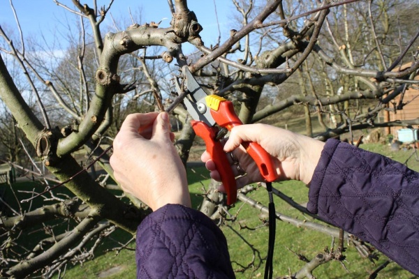 Schnittmaßnahmen beim Apfelbaum