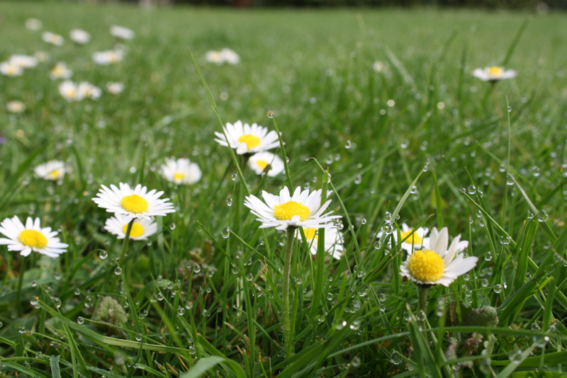 Gänseblümchen verschönern den Garten