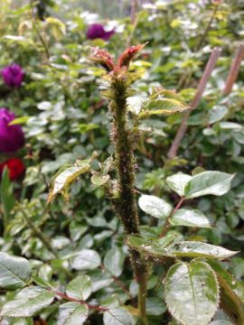 Extremer Blattlausbefall an jungem Rosentrieb