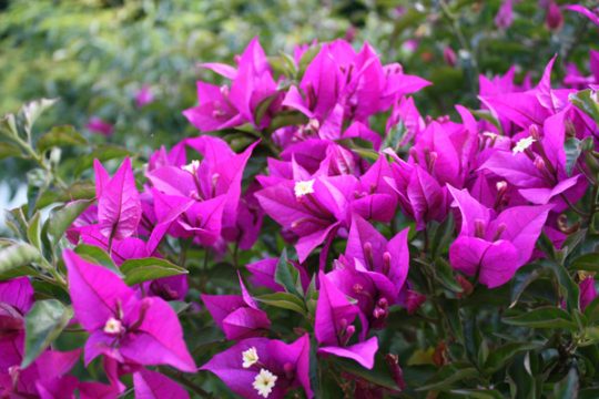 Bougainvillea: ein Exot unter den Terassenpflanzen