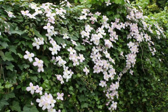 Clematis alpina berankt eine Efeuhecke