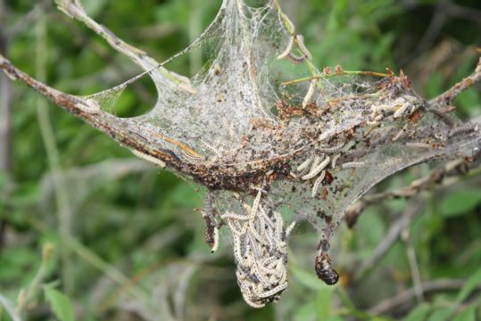 Problem Gespinstmotten: Gespinstnest mit Raupen, kurz vor der Ve