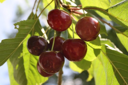 Verlockende Süßkirschen