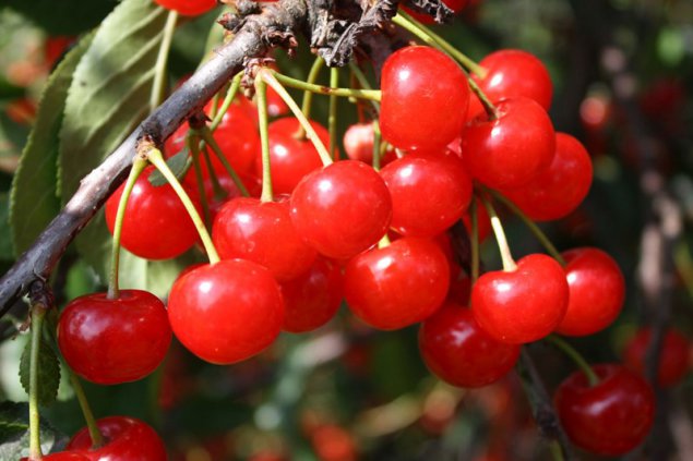 Gartentipp Süße Kirschen vor Fruchtfliegen retten