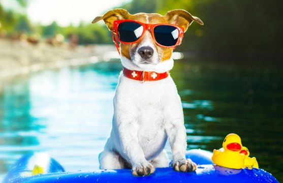 Summer Beach Dog