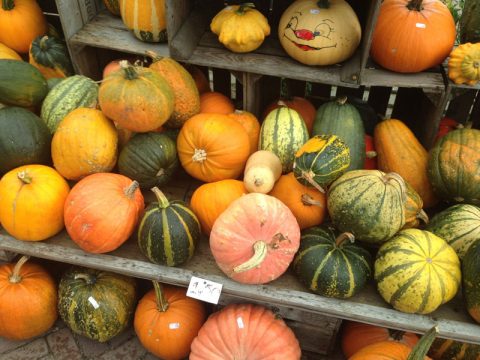 Kürbisse: Bunte Vielfalt