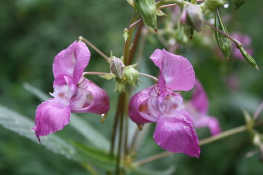 Fast einer Orchidee ähnlich