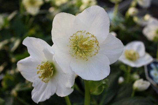 Christrose in voller Blüte.