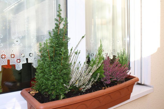 Gartentipp Weihnachtliche Balkonkästen
