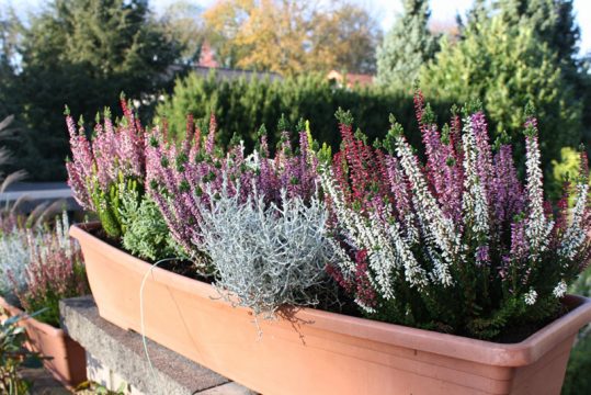 Winterliche Bepflanzung von Balkonkästen