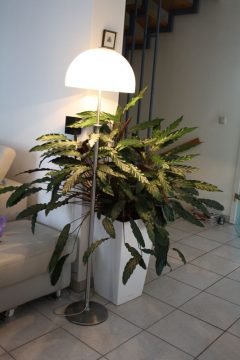 Korbmarante mit Zusatzlicht