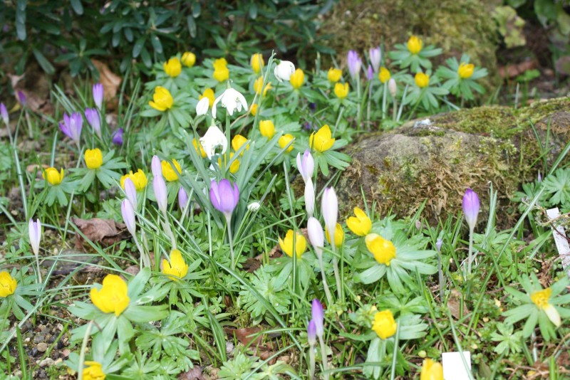 Die ersten Frühlingsboten, Elfenkrokus und Winterlinge