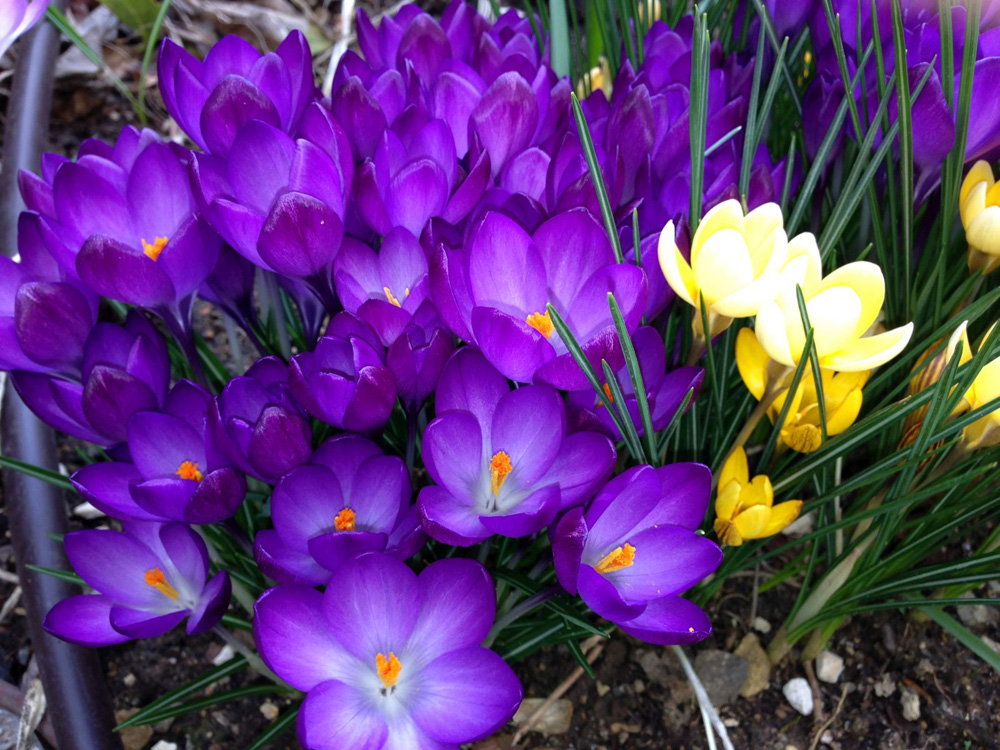 Leuchtend blaue Krokusse