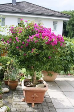 Ein stattliches Exemplar der Bougainvillea