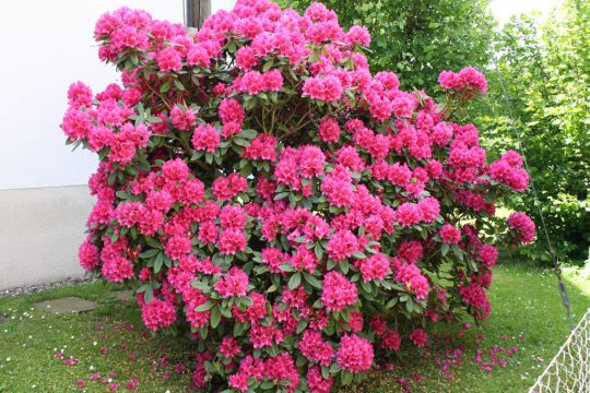 Rhododendron im Schatten eines Gebäudes