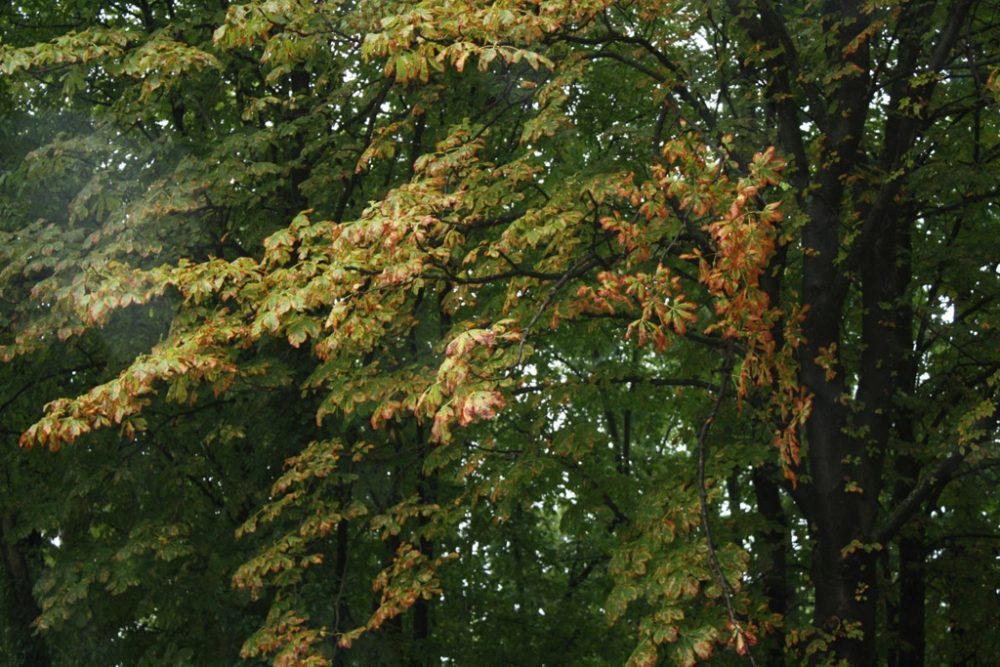 Schäden an großer Rosskastanie im August