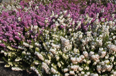 Winterheide im Februar in voller Blüte