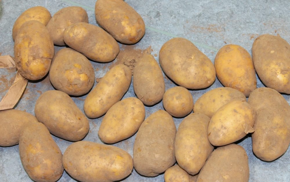 Kartoffeln (Archivbild: BRF)