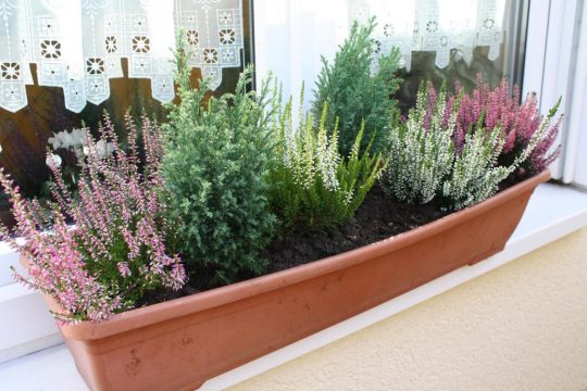 Bepflanzung für Herbst und Winter