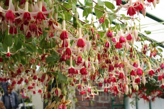 Fuchsien, attraktiv aber frostempfindlich