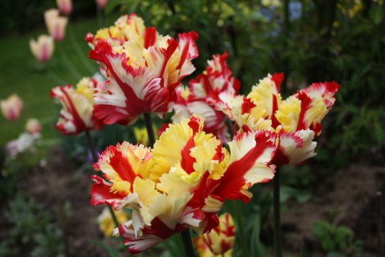 Exotisch anmutend (Papageientulpe Parrot)