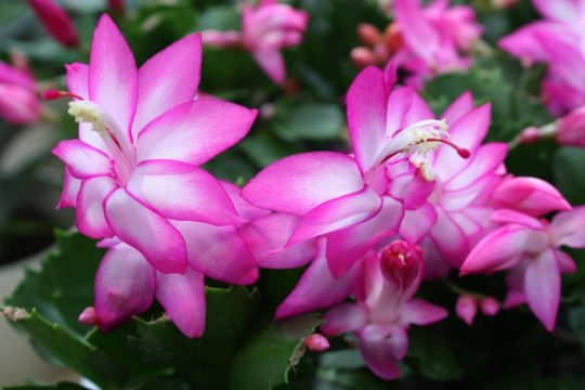 Pink im modernen Trend