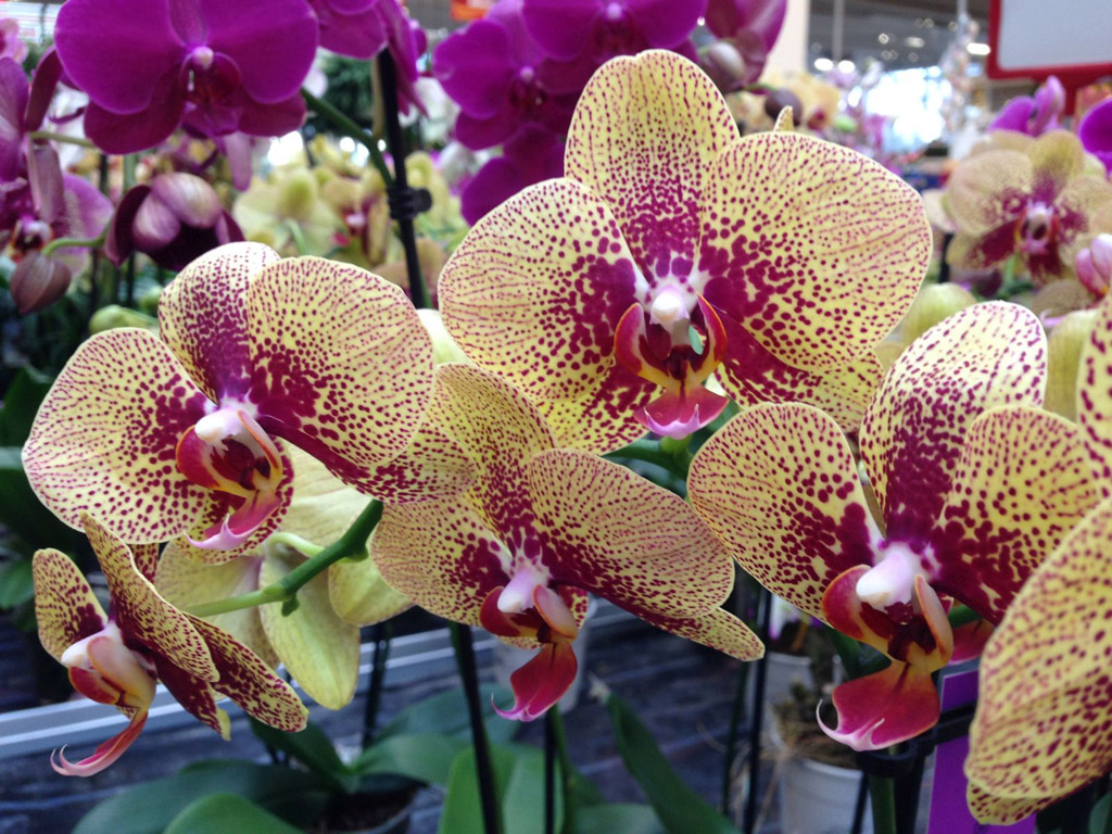 Orchideen: Ein neuer Trend der Blütenfarbe
