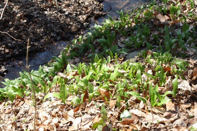 Barlauch Fur Kuche Und Garten