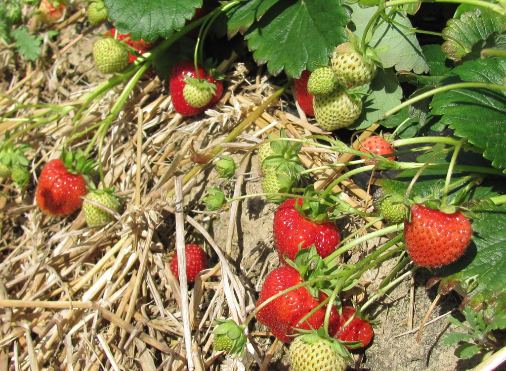 Erdbeeren - verlockende Früchte