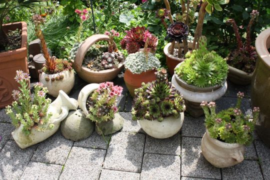 Eine kleine Sammlung verschiedener Arten