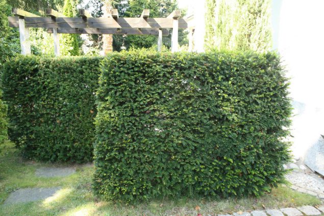 Gartentipp Jetzt ist Zeit für den Heckenschnitt