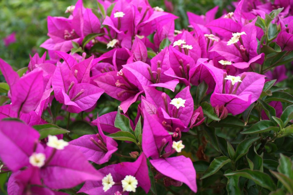 Bougainvillea: Leuchtende Farben im Sommer