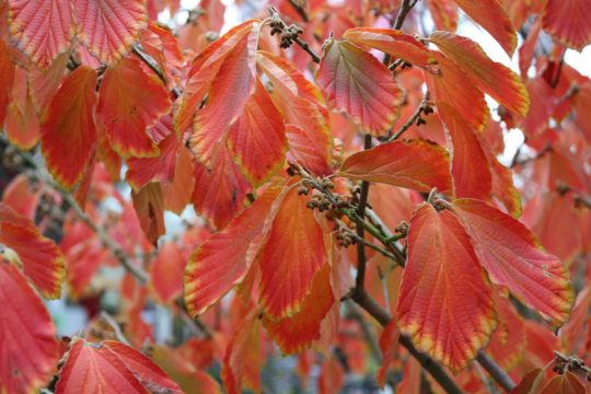 Zaubernuss in herbstlicher Verfärbung