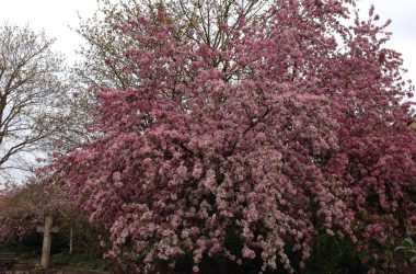 Überreiche Blütenfülle des Zierapfels