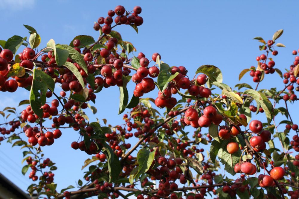 Zieräpfel im sonnigen Herbst