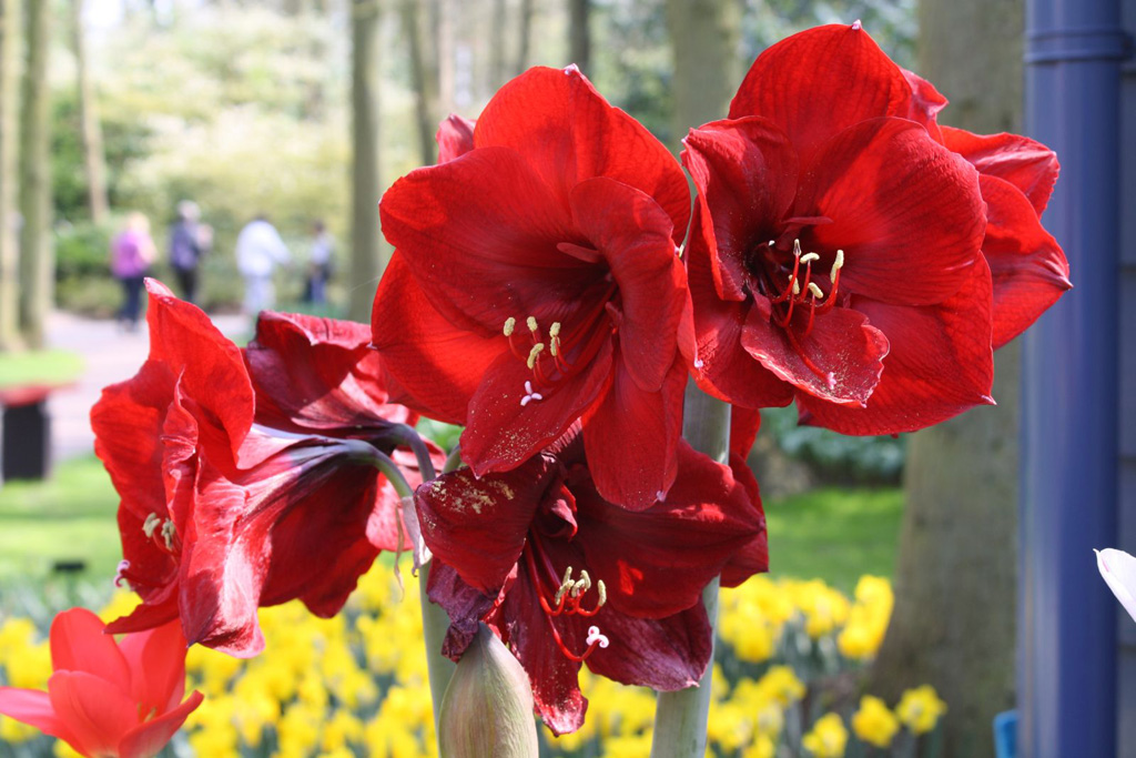 Amaryllis: Leuchtende Farbe mit übergroßen Blüten