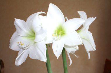 Amaryllis in elegantem Weiß