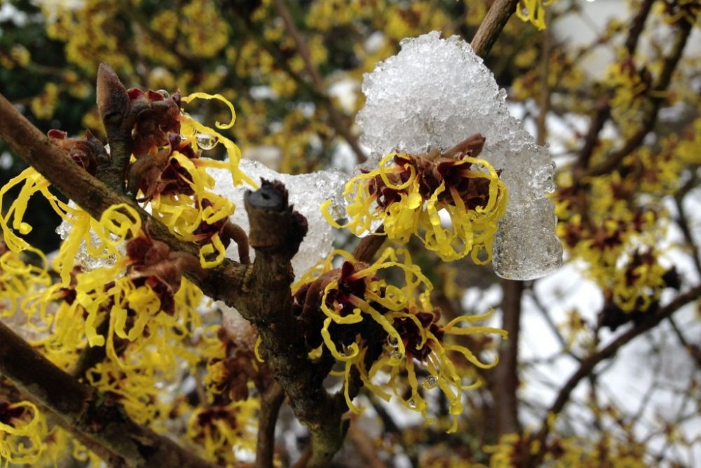 Zaubernuss trotzt Eis und Schnee.