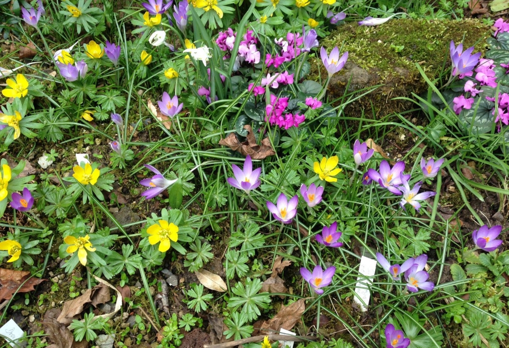 Frühlingsblumen in Gesellschaft von Krokus, Winterling und Frühlings-Alpenveilchen