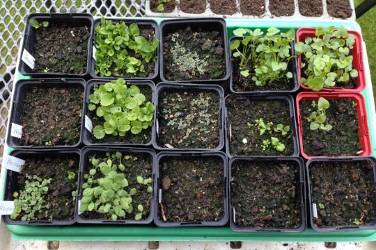 Erfolgreiche Aussaat von Stauden