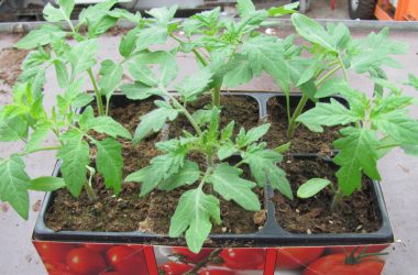 Kräftige Tomaten-Jungpflanzen