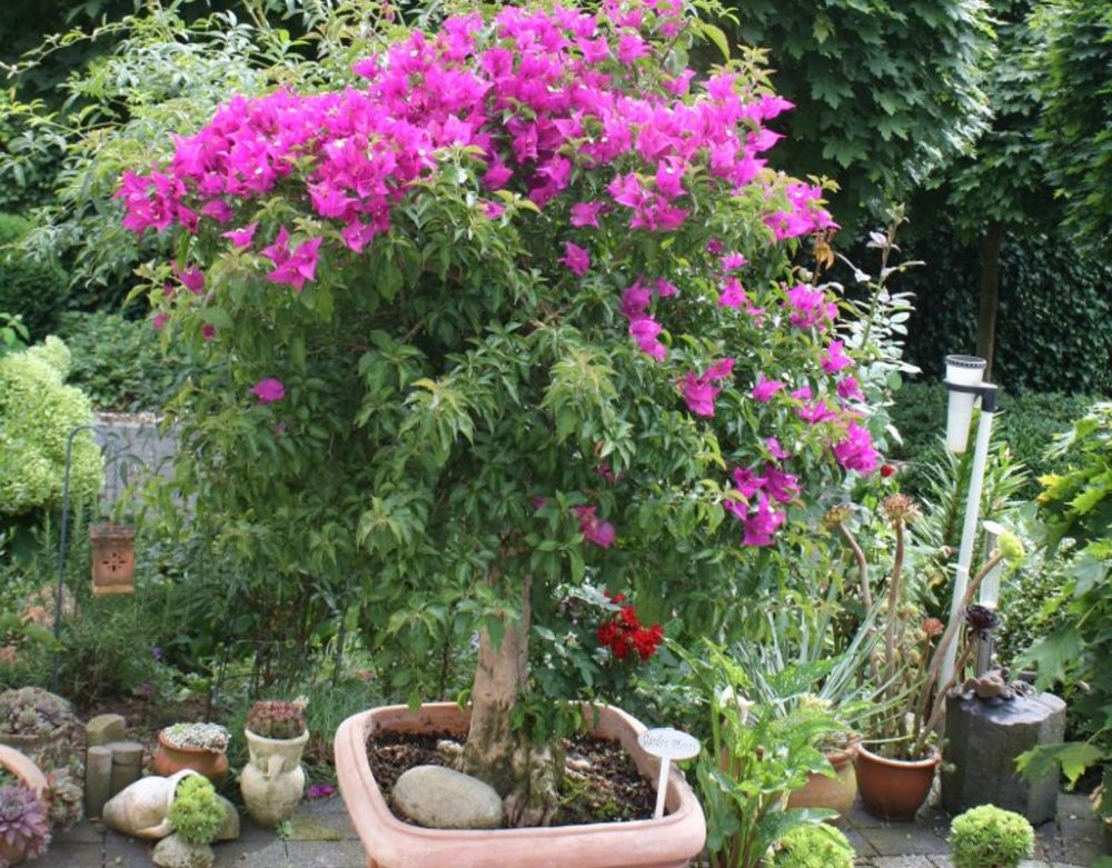 Bougainvillea, ein exotischer Gast auf der Terrasse