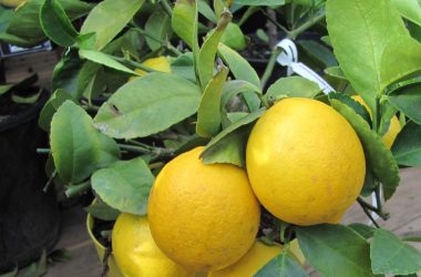 Zitronen als Kübelpflanzen sind sehr beliebt