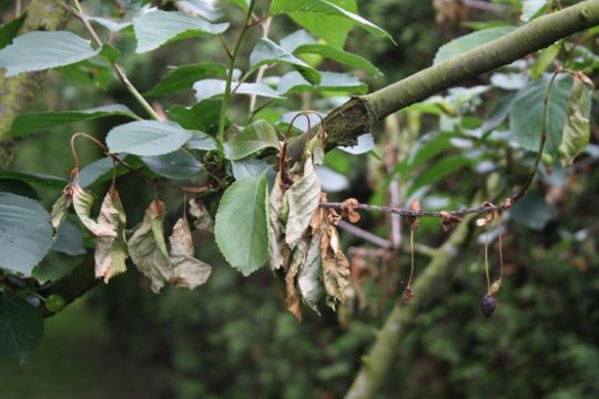 Befall mit Spitzendürre an Sauerkirsche