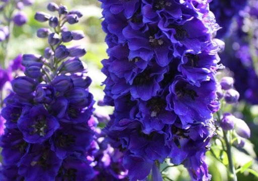 Blauer Rittersporn in voller Pracht