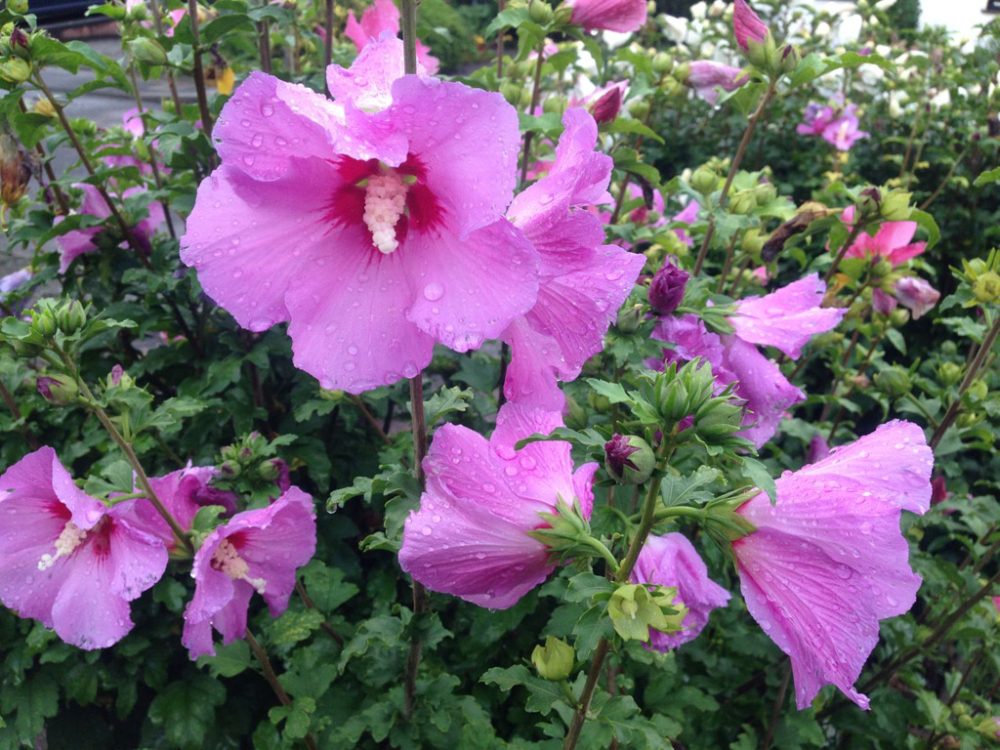 Hibiskus für den Garten