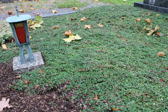Zwergmispel, ein beliebter Bodendecker für die Grabgestaltung