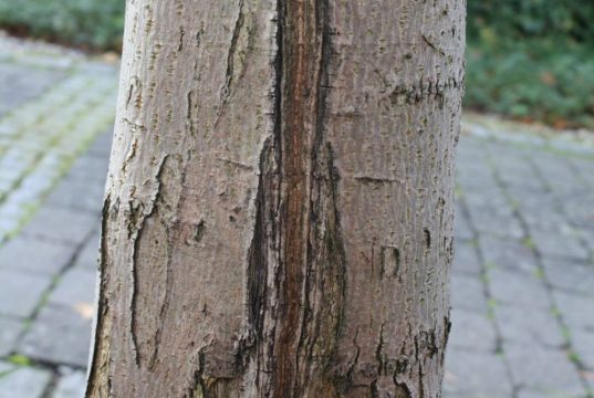 Gut verheilter Frostriss eines Ahornstammes (Foto: Franz Beckers)