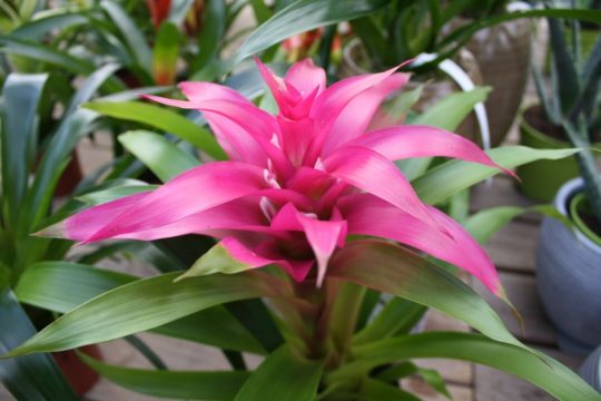 Moderne Farben bei einer Guzmania